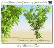 4_Xtra__Bamboos___One_a_Vue_107_2_img