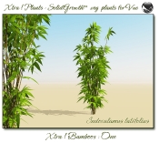 4_Xtra__Bamboos___One_a_Vue_107_3_img