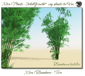 Xtra__Bamboos___Two_Vue_107_3_img