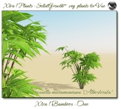 4_Xtra__Bamboos___One_a_Vue_107_6_img