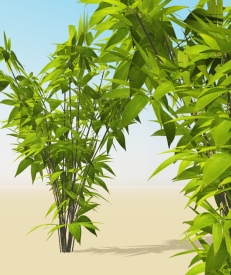 xtra-plants-bamboo-one